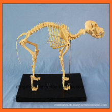 Heißer Verkauf Hund Skeleton Modell für Bildung